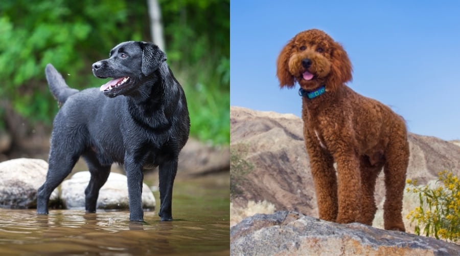 Black and Brown Dogs Standing Outside