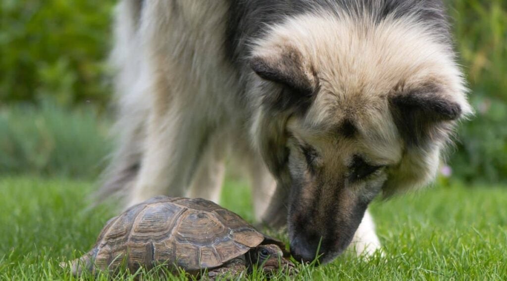 Black and Cream German Shepherd sniffing a turtle in the grass