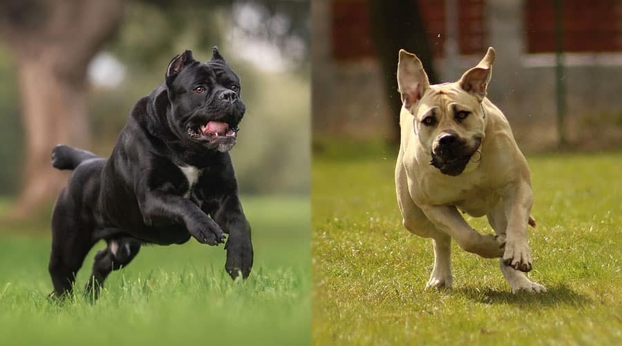 Black and Fawn Dogs Running Outside