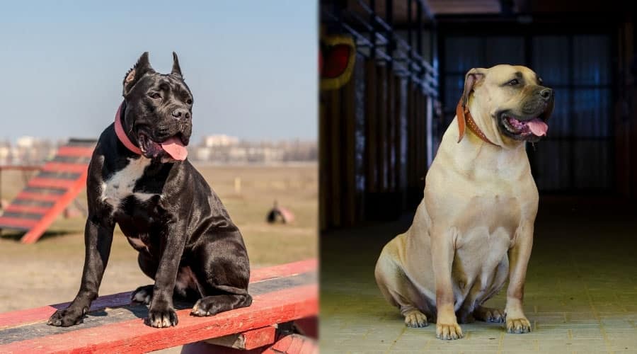Black and Fawn Dogs Sitting Obediently