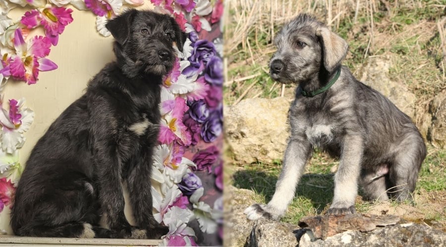 Black and Gray Puppy Dogs
