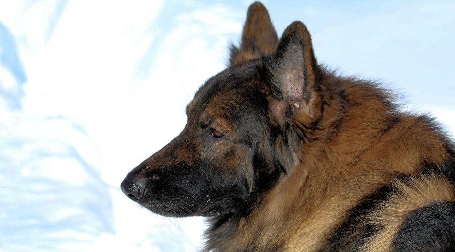Black and Red Dog Standing in Snow
