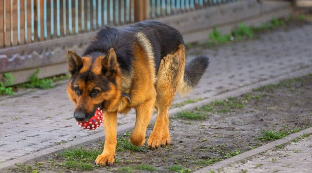 Black and Red German Shepherd walking outside