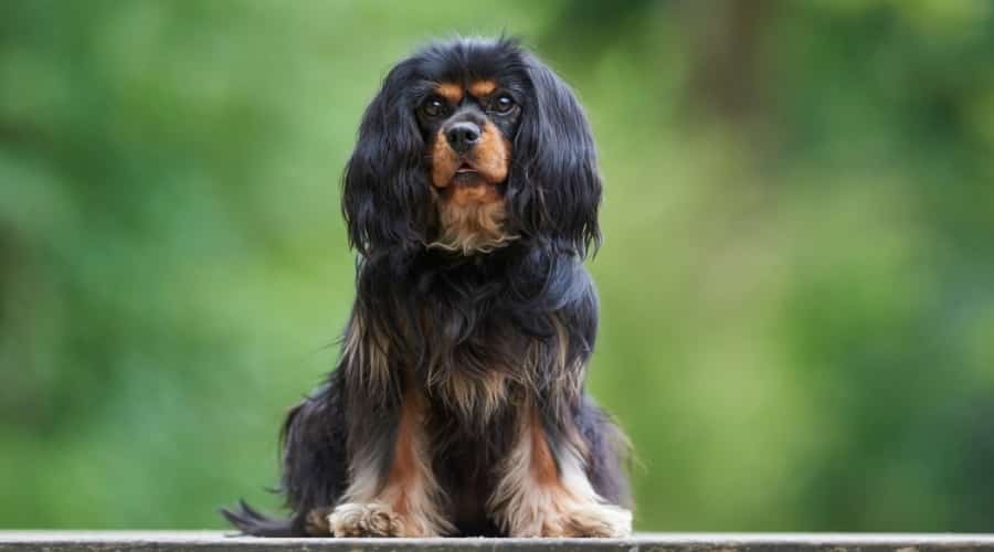 Black and Red Spaniel Dog