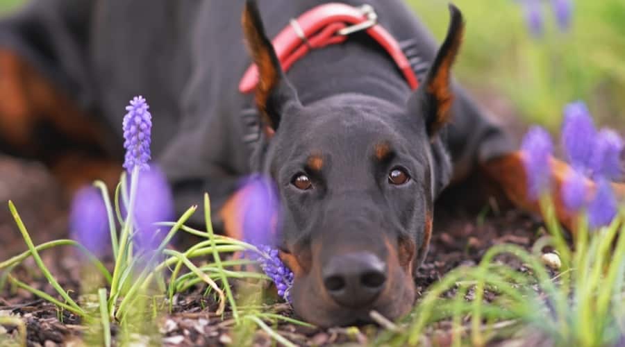Black and Rust Dog Looking at Camera