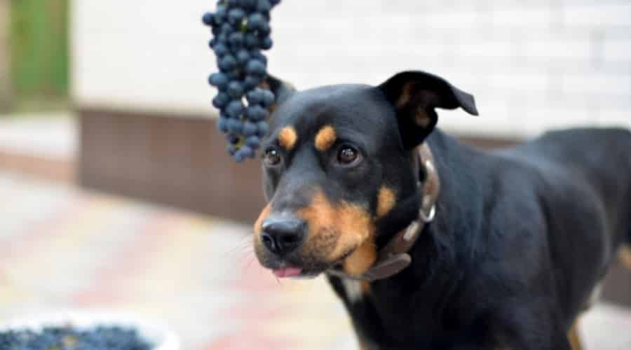 Black and Rust Dog Looking at Fruit From a Vine