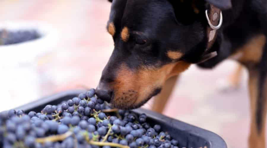 Black and Rust Dog Sniffing at purple grapes.