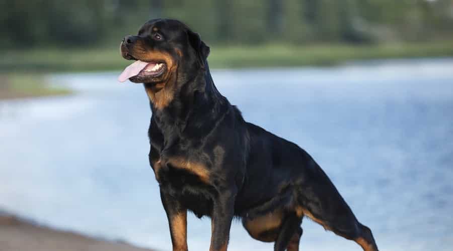 Black and Rust Rottweiler Standing Alert on a Beach