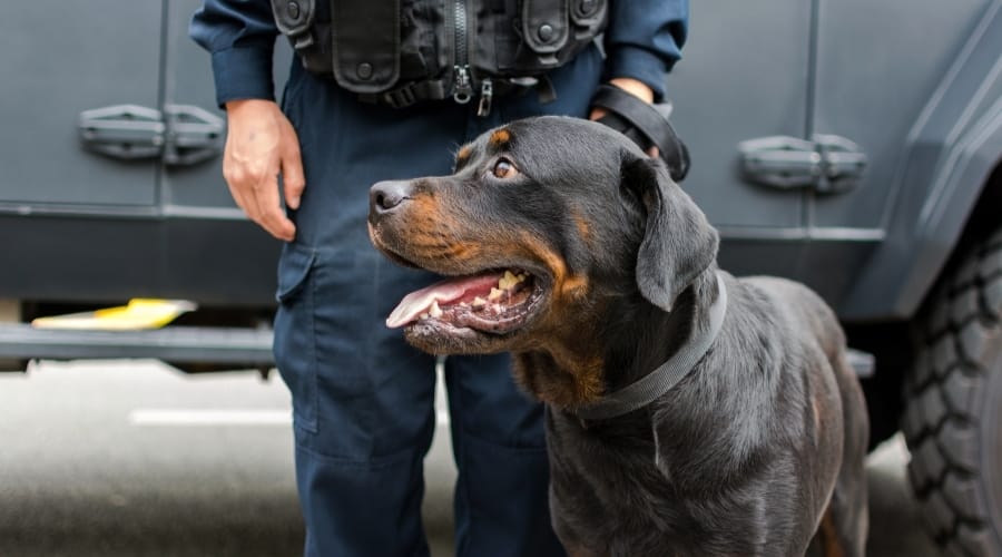 Rottweiler with police officer.