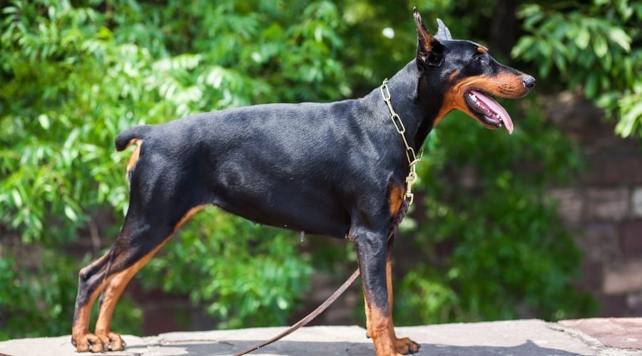 Black and Rust Dog in Stacked Position