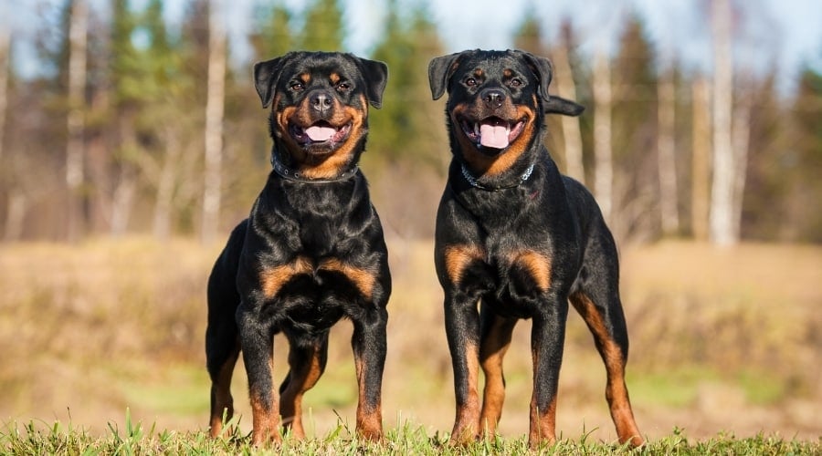 Black and Rust Dogs Standing Next to Each Other