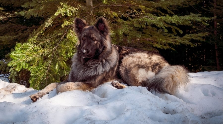Black and Sable Dog Lounging in the Snow