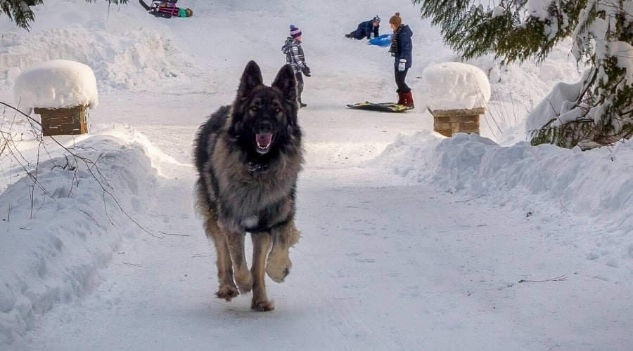 Black and Sable Dog Running in Snow