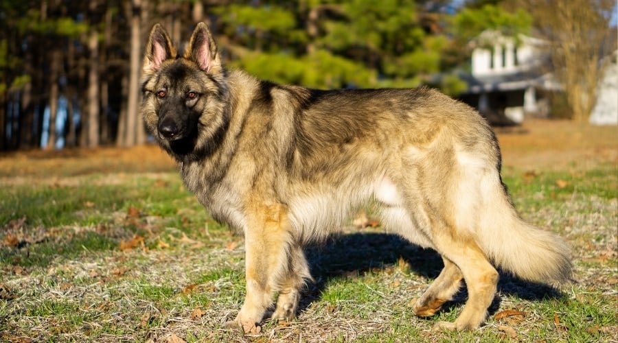 Black and Sable Dog Standing Outdoors