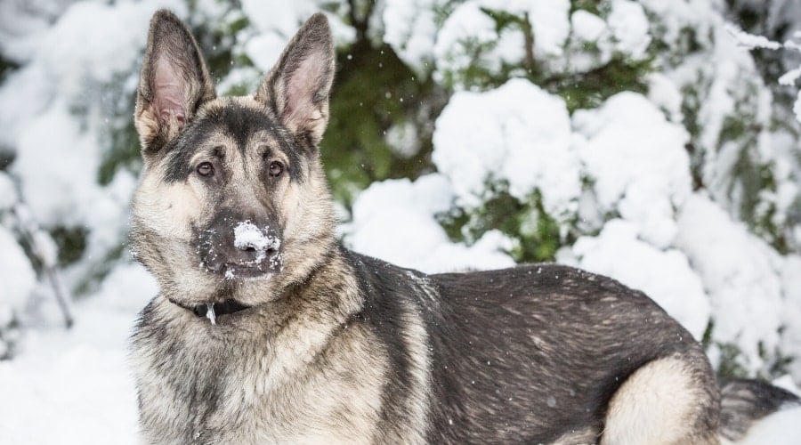 Black and Sable Dog Standing in Snow With Snow on Its Nose