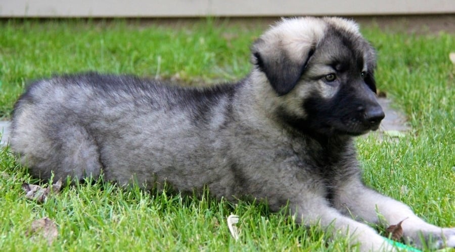 Black and Sable Puppy Lounging in Grass