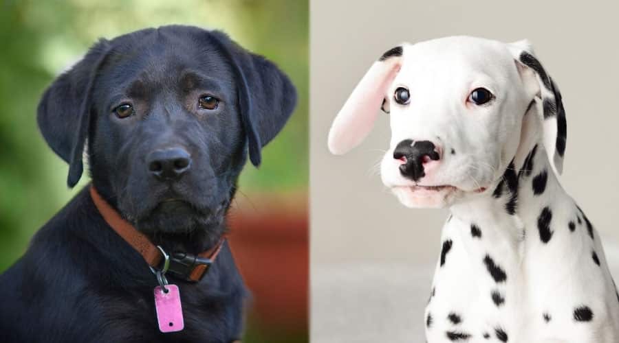 Black and Spotted Puppies