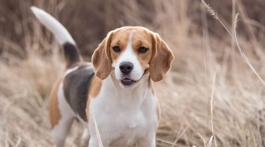 Black and Tan Beagle Dog Outdoors