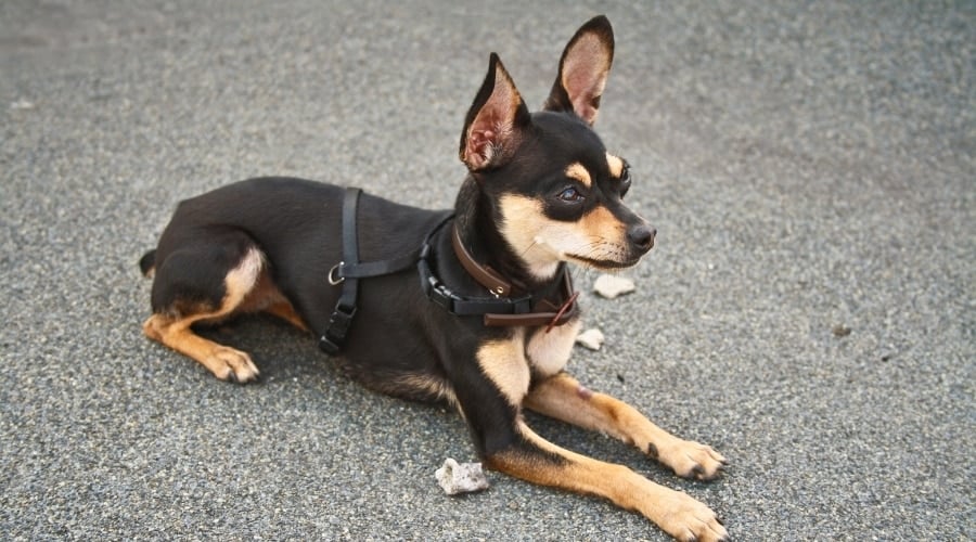 Black and Tan Chihuahua