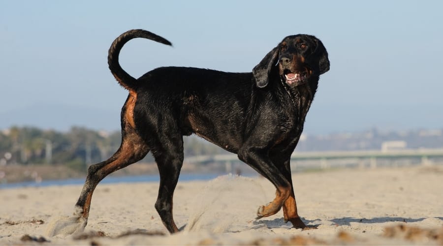 Black and Tan Coonhound on Beach