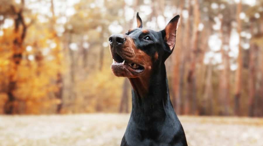 Black and Tan Doberman Pinscher.