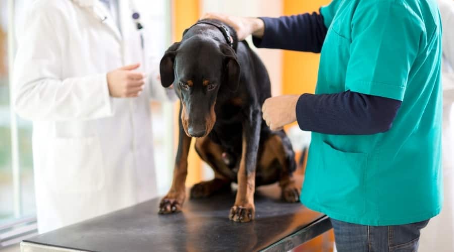 Black and Tan Dog Being Checked at the Vet