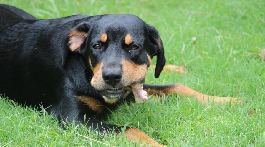 Rottweiler laying in the grass with a bone in mouth.