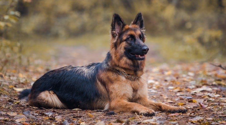 Black and Tan Dog Laying Outdoors