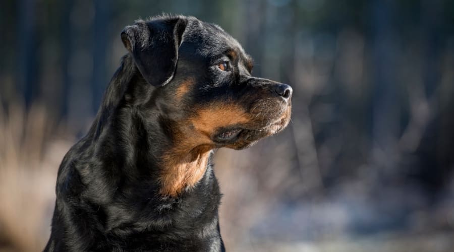 Side view of a Rottweiler's face.