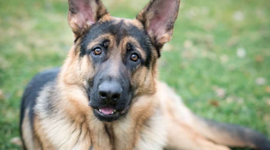Black and Tan Dog Looking at Camera
