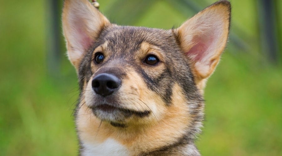 Black and Tan Dog Looking off into Camera