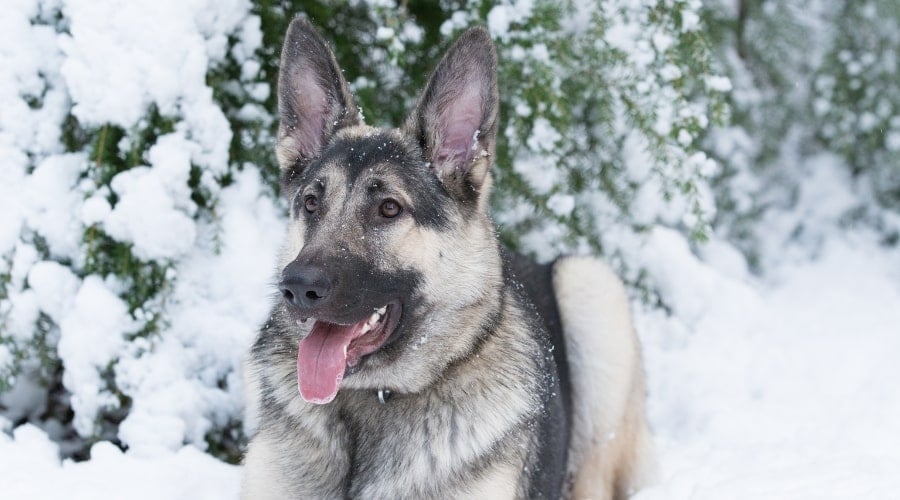 Black and Tan Dog Lounging in the Snow