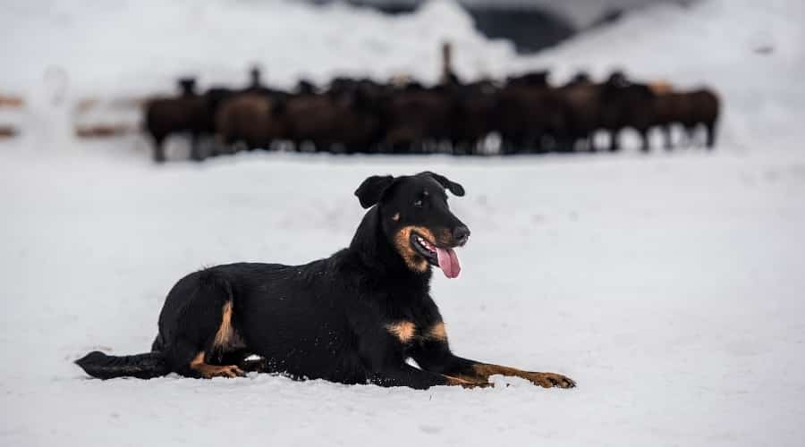 Black and Tan Dog Lounging int he Snow With Flock in Background