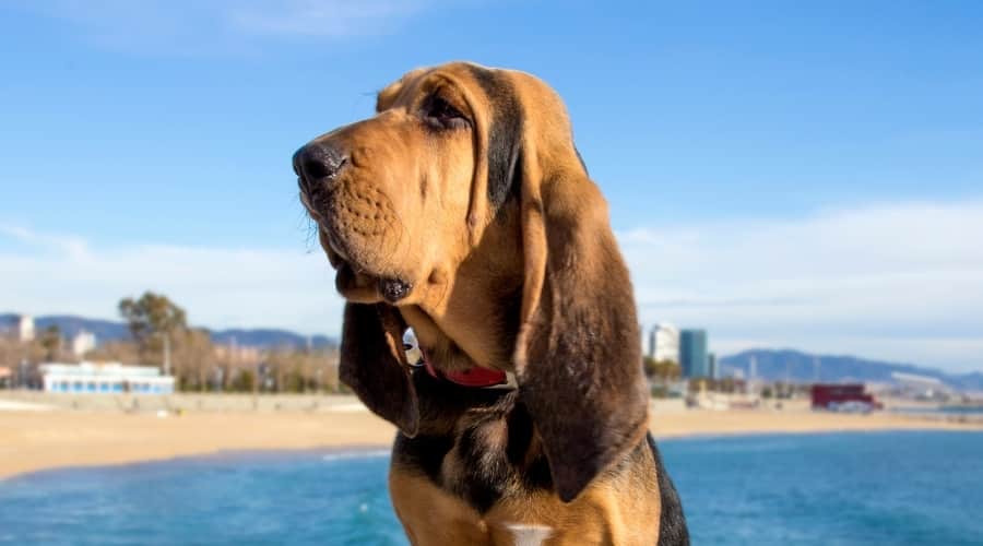 Black and Tan Dog Near Beach