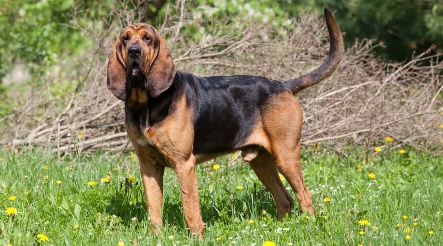 Black and Tan Dog Outdoors in Grass
