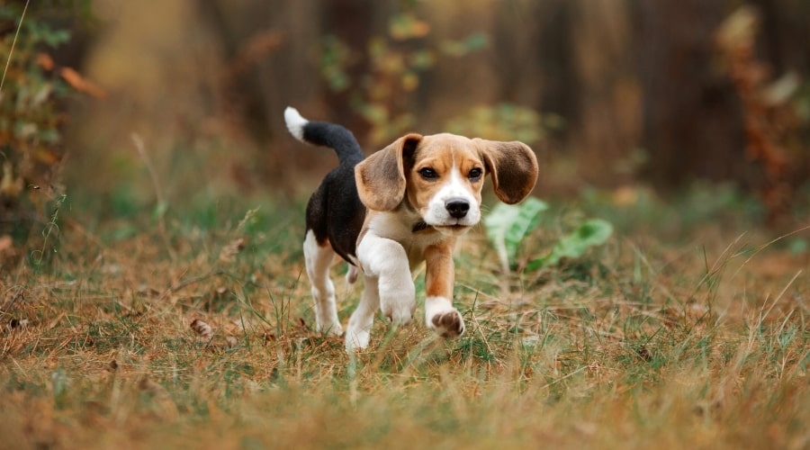 Small Brown Dog in Grass Outdoors
