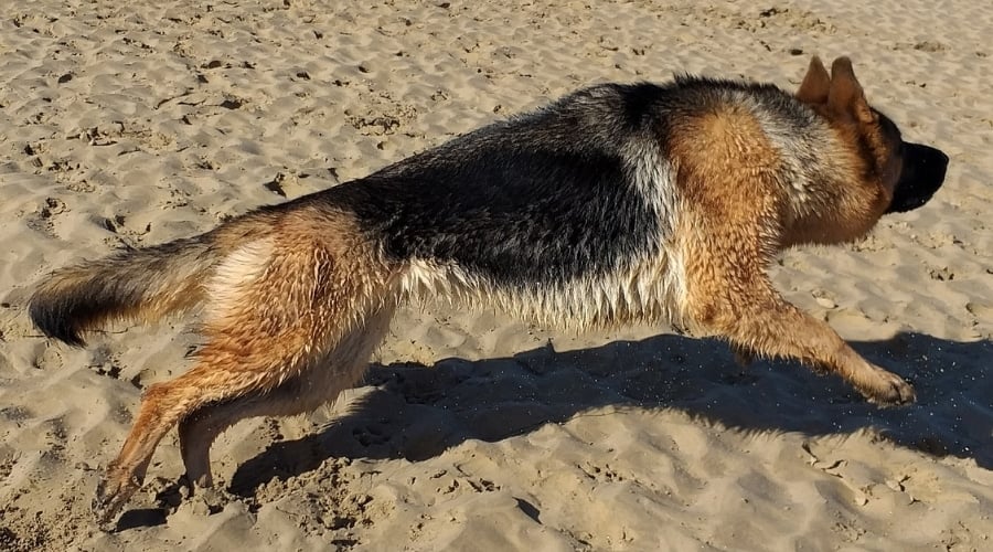 Black and Tan Dog Running in Sand