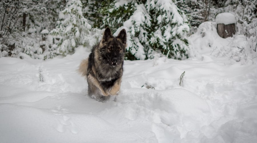 Black and Tan Dog Running in Snow