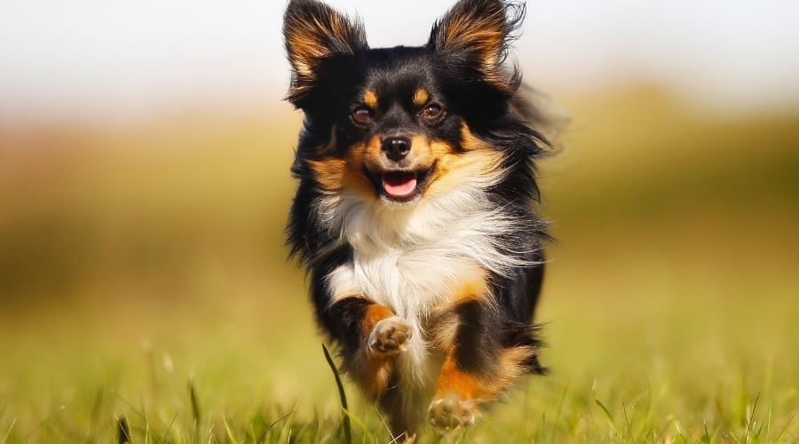 Black and Tan Chihuahua Running