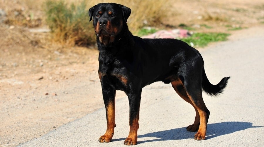 Black and Tan Dog Standing on a Road