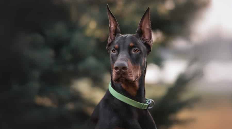 Black and Tan Dog With Cropped Ears Outdoors