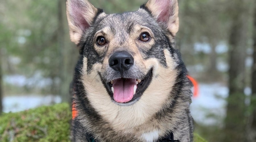 Black and Tan Dog With Harness on in the Woods