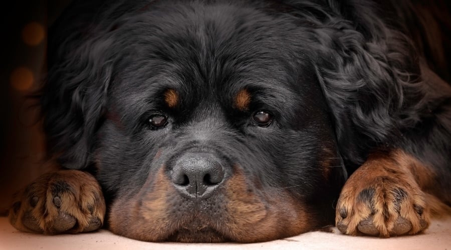 Black and Tan Dog With Long Hair