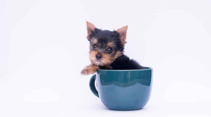Black and Tan Dog in a Mug