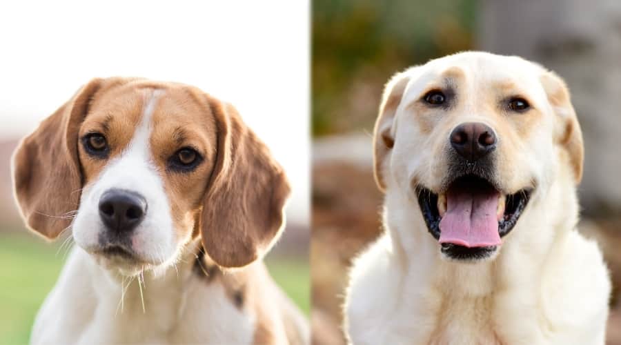 Black and Tan Dog next to Yellow Dog