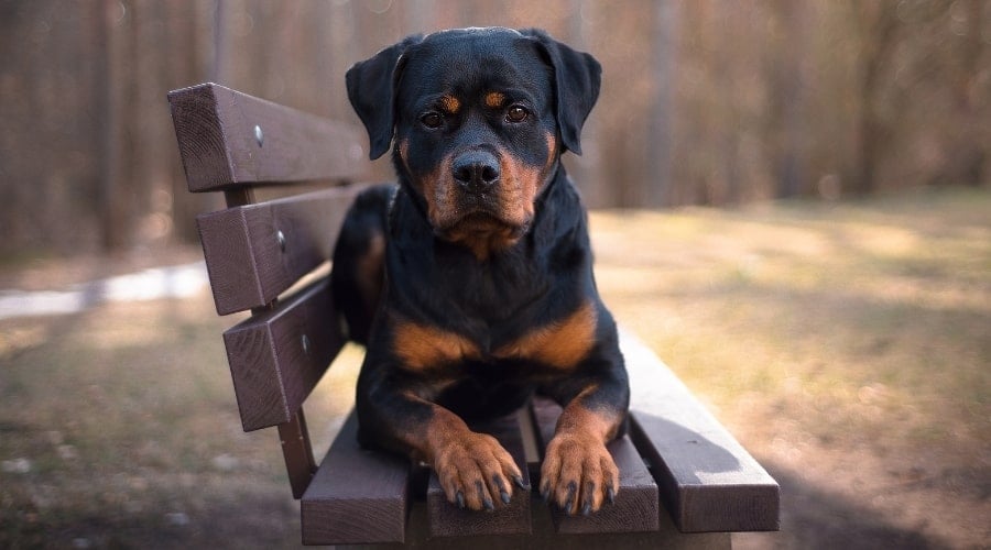 Rottweiler laying on a bench.