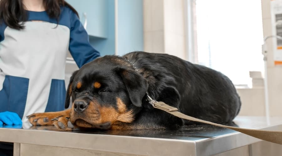 Sad Rottie laying on vet examination table.