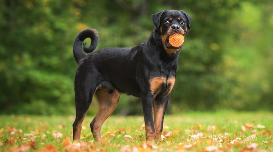 Black and Tan Dog with Toy in Mouth
