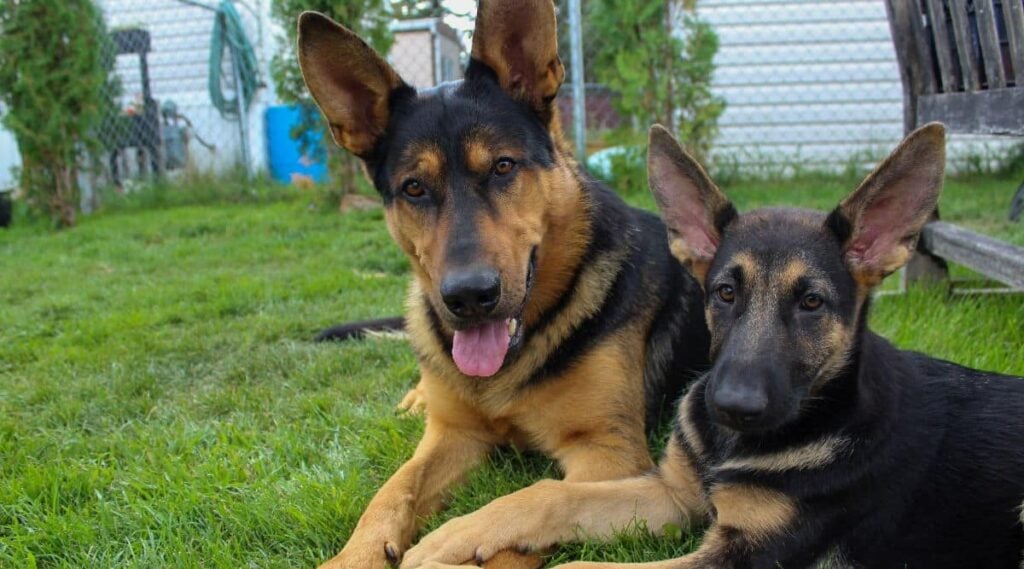 Black and Tan German Shepherd sitting in the grass