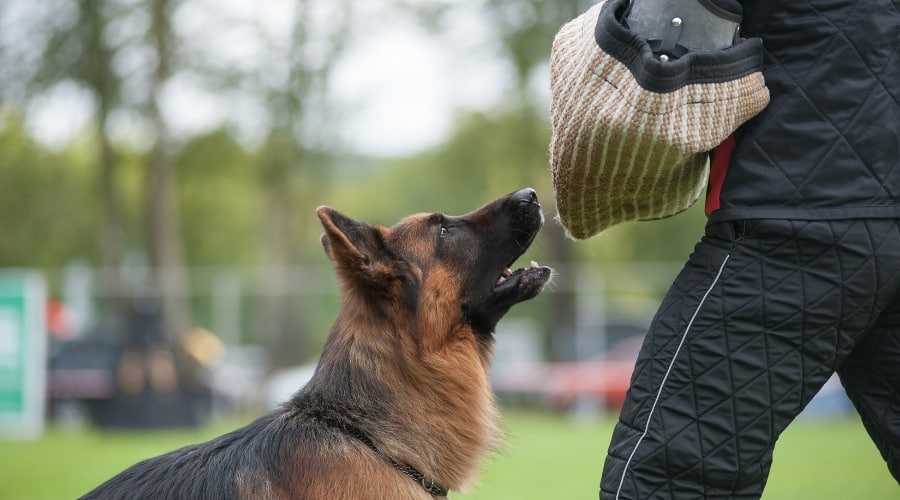 Black and Tan K9 in Police Training